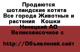 Продаются шотландские котята - Все города Животные и растения » Кошки   . Ненецкий АО,Великовисочное с.
